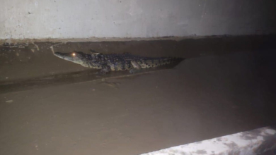 Crocodilos encontrados em canal de drenagem em Maputo