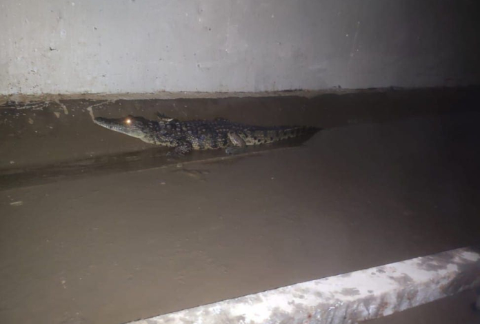Crocodilos encontrados em canal de drenagem em Maputo