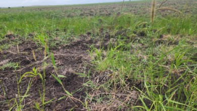 FALTA DE MEIOS PARA LIMPEZA DAS VALAS PROVOCA PERDAS AGRÍCOLAS NAS MACHAMBAS DE FARATANE EM XAI-XAI