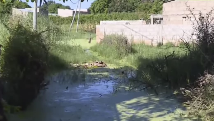 ÁGUAS ESTAGNADAS E VERDES CONDICIONAM VIDA NO BAIRRO SÃO DÂMASO