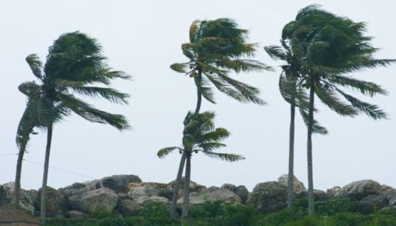 QUEDA DE COQUEIRO CAUSA VÍTIMA MORTAL DURANTE PASSAGEM DO CICLONE GEZANI EM INHAMBANE
