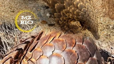 Moçambique e o Tráfico de Pangolins: Dados Alarmantes