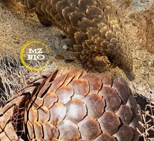 Moçambique e o Tráfico de Pangolins: Dados Alarmantes