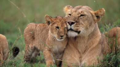 RESTAURAÇÃO DO PARQUE DA GORONGOSA REGISTA RECUPERAÇÃO HISTÓRICA DE 99%
