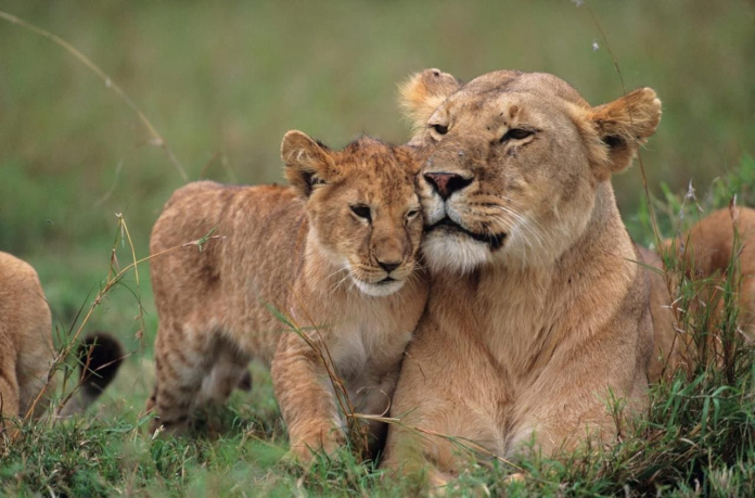 RESTAURAÇÃO DO PARQUE DA GORONGOSA REGISTA RECUPERAÇÃO HISTÓRICA DE 99%