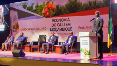 Caju: Pilar Estratégico para a Independência Económica em Moçambique