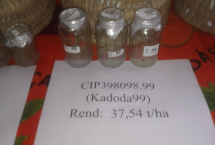Moçambique Lança Novas Variedades de Batata-Reno para Segurança Alimentar