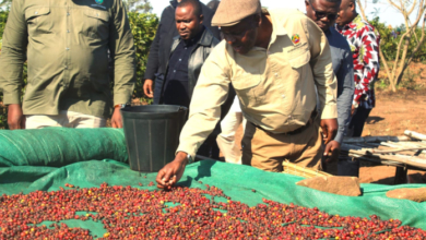 Henriques Bongece visita campos de produção na Namaacha para impulsionar o sector do café