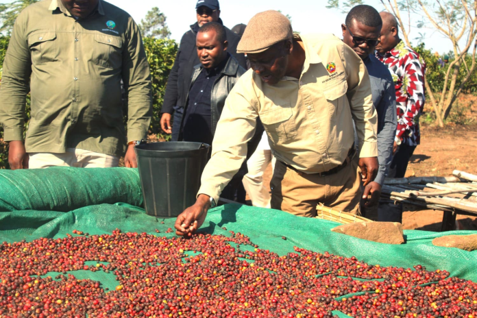 Henriques Bongece visita campos de produção na Namaacha para impulsionar o sector do café