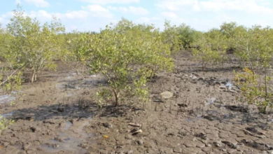 Inhambane lança plano para repovoar 900 hectares de mangal destruído 