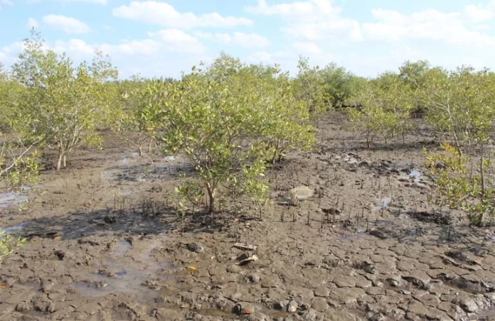 Inhambane lança plano para repovoar 900 hectares de mangal destruído 